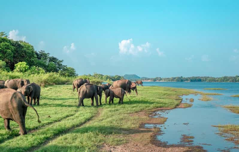 Wonder of Sigiriya Lion Rock and Minneriya Jeep Safari 4x4 - Itinerary and Activities