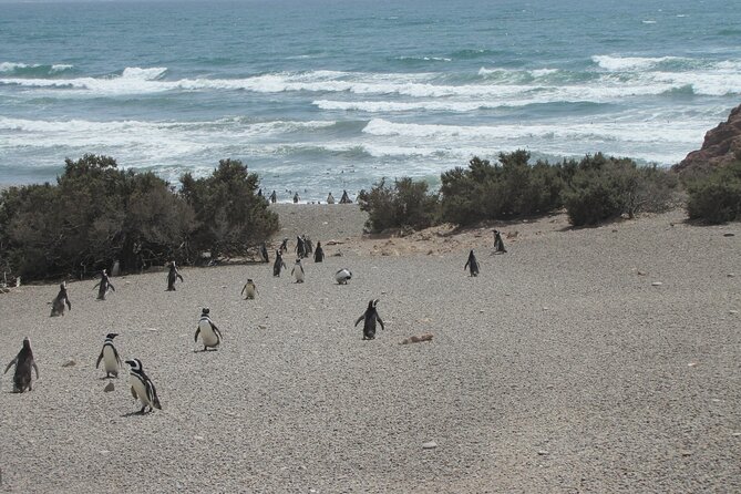 Wonderful Punta Tombo Penguin Rookery Tour for Cruise Passengers - Accessibility and Inclusivity