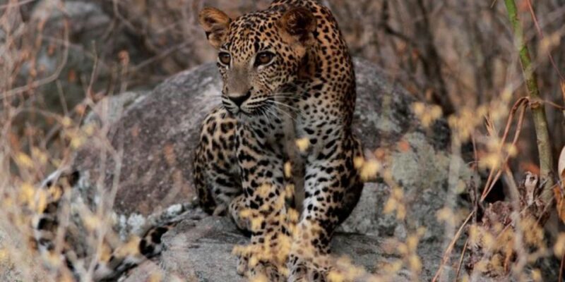 Yala Adventure: All-Inclusive Safari With Campsite Lunch - Safari Experience