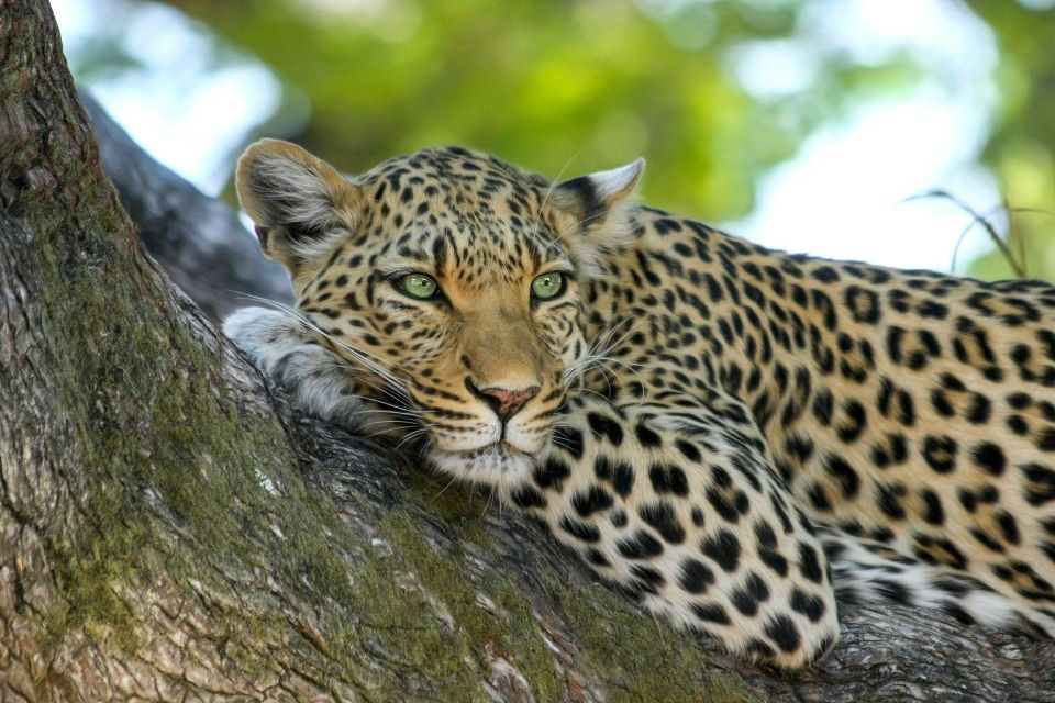 Yala National Park: Leopard Safari Day Tour From Colombo - Pricing and Reservation