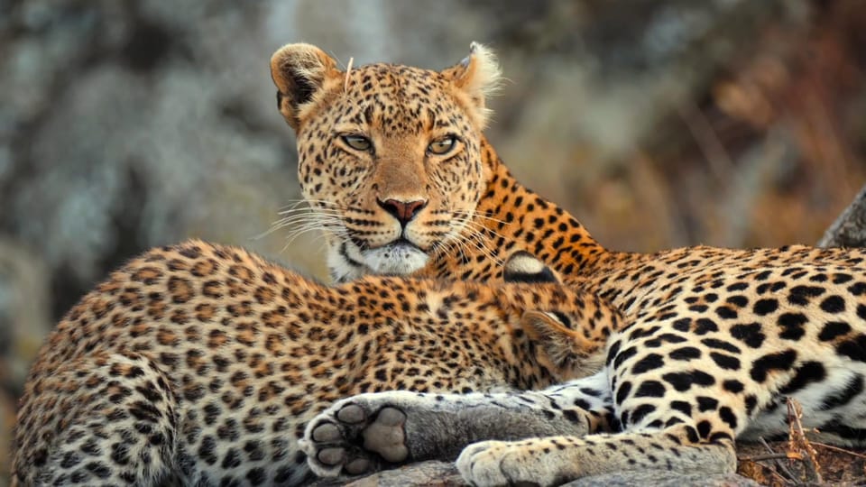 Yala National Park Morning Safari: 7 Hours Tour - Itinerary and Logistics