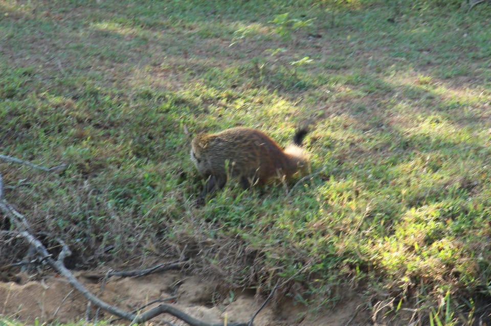 Yala National Park : PRIVATE Full Day Safari (04:30-18:00) - Immersive Wildlife Experiences