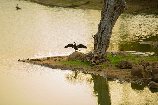 Yala National Park Private Safari Tour - Safari Tour Highlights