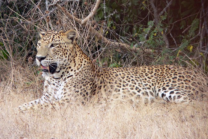 Yala National Park Safari From Hambantota Seaport - Safari Experience Highlights