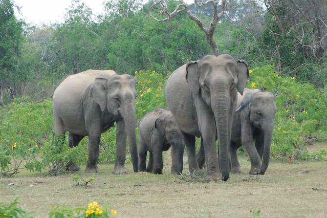 Yala National Park Safari Tours - 2 Options - Wildlife Encounters