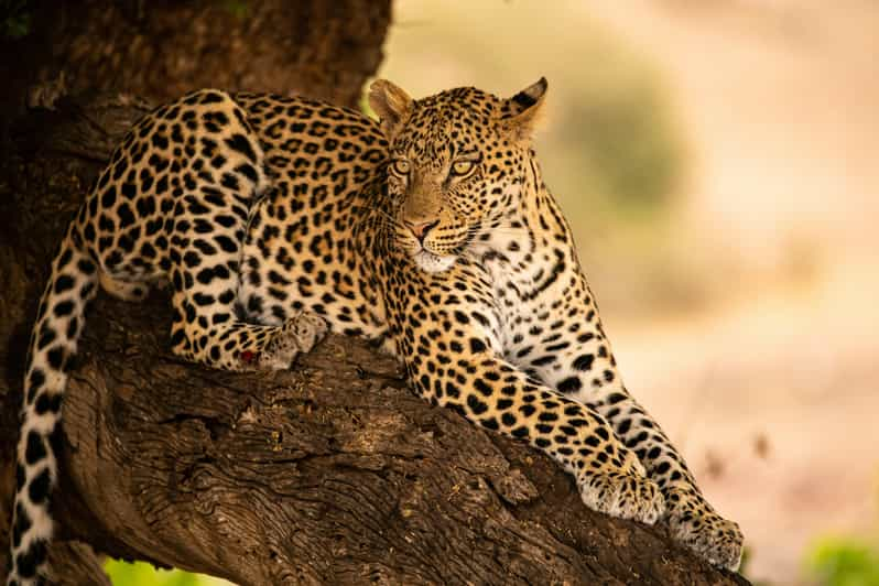 Yala National Park Safari Tours - 2 Options - Experience and Itinerary