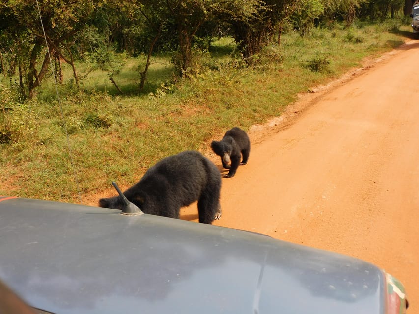 Yala National Park Safari Tours : 7 Hours & 12 Hours - Duration and Pricing