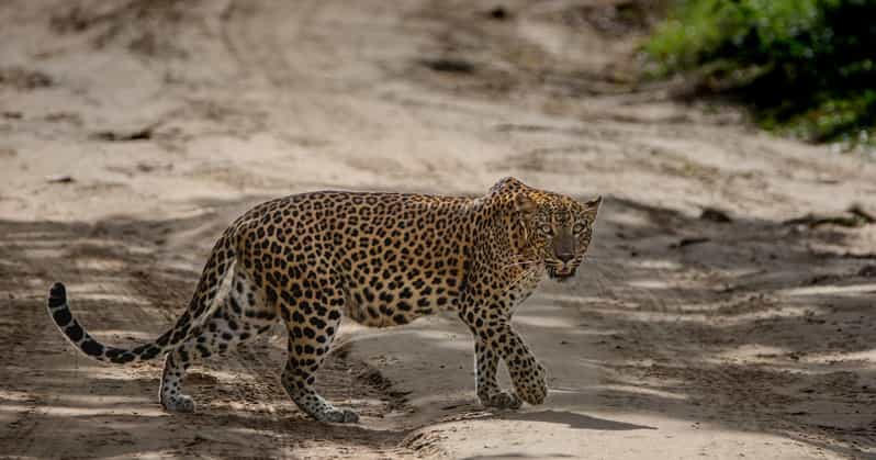 Yala National Park: Thrilling Wild Morning Afternoon Safari - Wildlife Experience