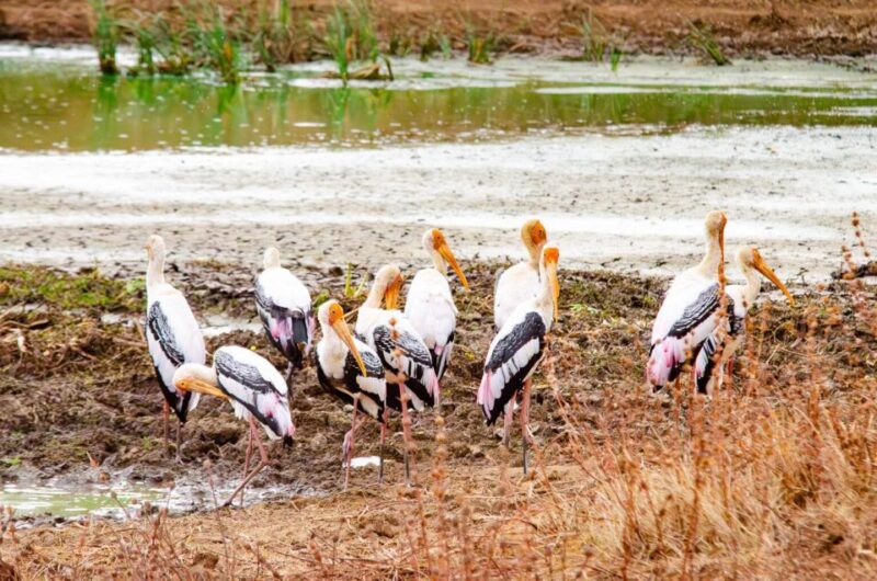 Yala National Park Wildlife Safari From Kaluthara - Pricing and Inclusions