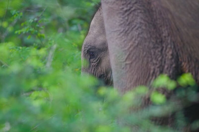 Yala National Park Wildlife Safari From Mirissa - Highlights of the Yala National Park