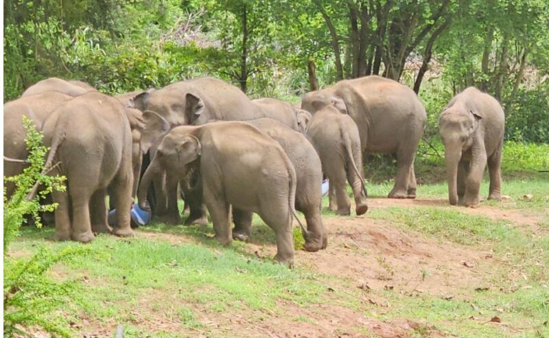 Yala Safari Day Tour - Bentota/Aluthgama/Ahungalla/Kosgoda - Wildlife Experience