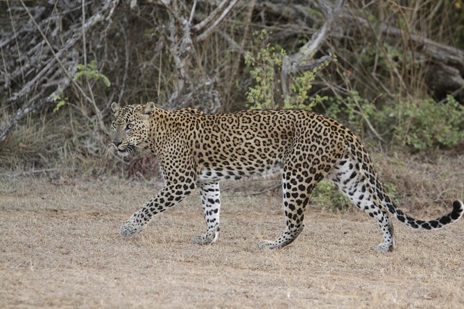 Yala Safari Jeep Tour With Abraham Travel - Whats Included in the Tour