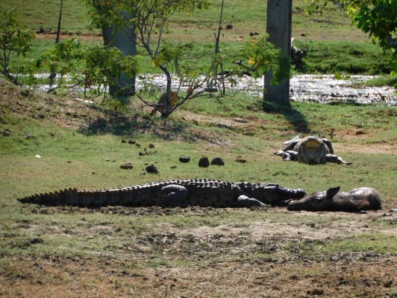 Yala Safari Tour From Hambantota Port Area (Shore Excursion) - Transportation and Logistics