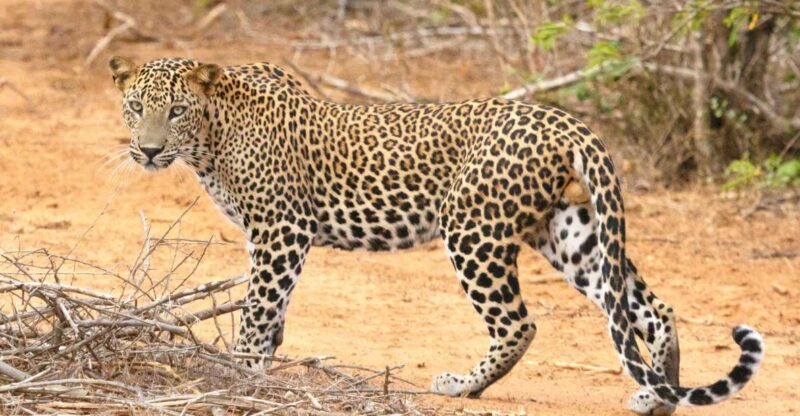Yala Safari Tours: Yala Private Safari, All Inclusive - Pricing and Packages