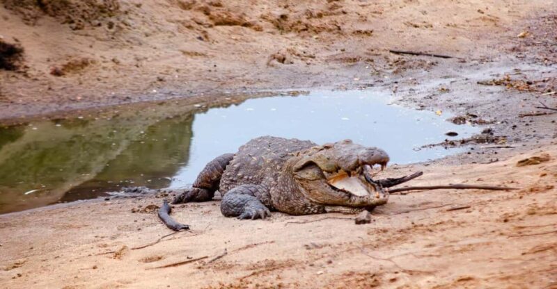 Yala Safari With Jeep & Entrance Tickets From Colombo - Itinerary and Experience