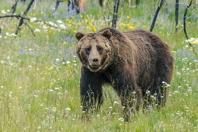 Yellowstone National Park Private Tour - Inclusions and Amenities