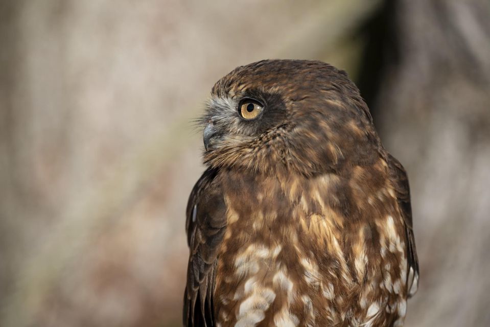 York: York Bird of Prey Centre Entry Ticket - Experience Highlights