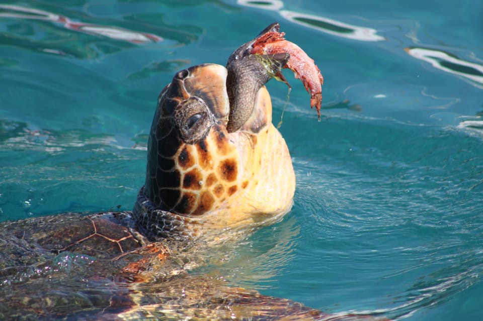 Zakynthos: Half Day Caretta Turtle Spotting & Keri Caves - Pricing and Reservation