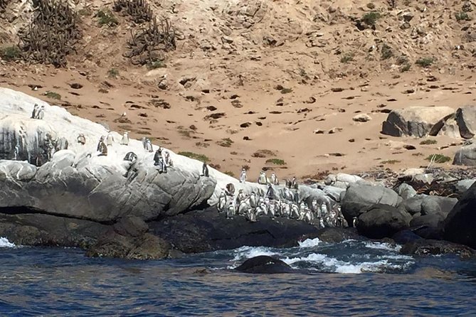 Zapallar Walking & Bird Watching Penguins & Lunch From Valparaiso - Scenic Drive