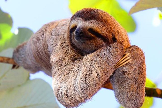 Zipline, Sloths & Monkeys, Chocolate Factory, Private Vehicle for Cruise Family - Itinerary Details