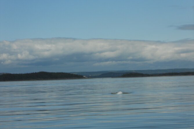 Zodiac Discovery of the Kamouraska Islands - Schedule and Operating Hours