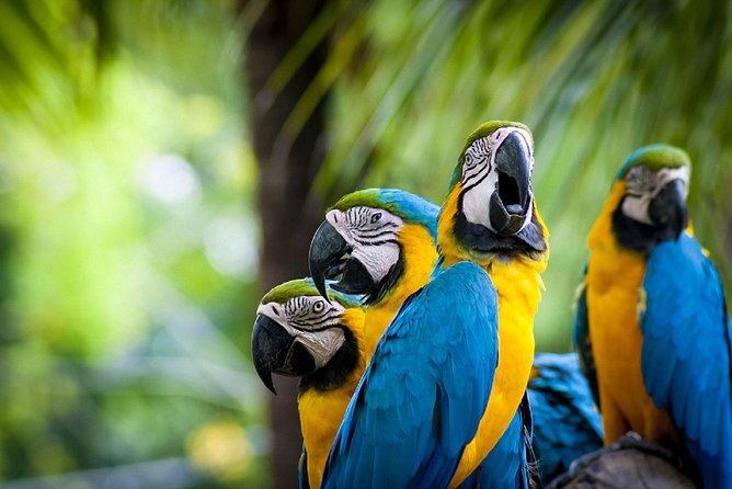 3-Day Charms of the Amazon Jungle in Tambopata - Good To Know