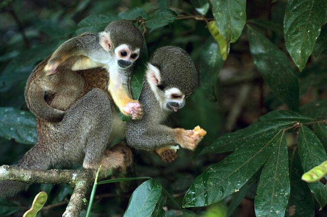 3-Day Eco Amazonia Lodge in the Amazon Jungle ECOMAGICO - Good To Know