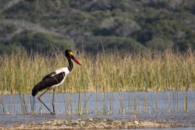 3-Day Guided Tour: Maputo Special Reserve - Good To Know