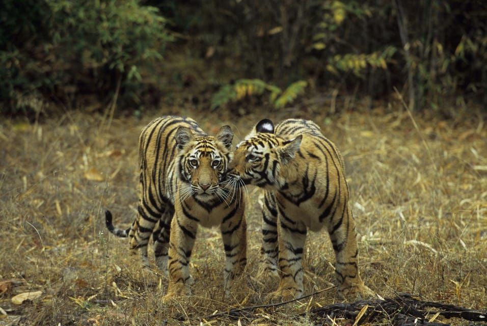 3- Day Jim Corbett National Park Tour - Good To Know