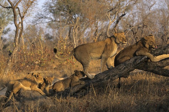 3 Day Kruger National Park and Crocodile River Safari - Good To Know