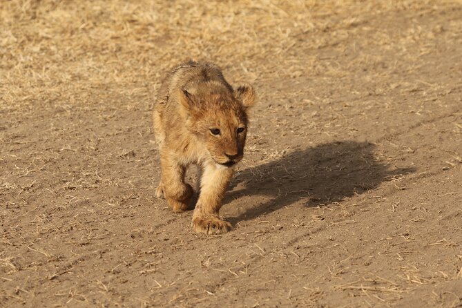 3-Day National Parks Safari From Arusha Including Tarangire - Day 2: Ngorongoro Crater