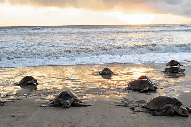 3-day Tortuguero Expedition - Good To Know