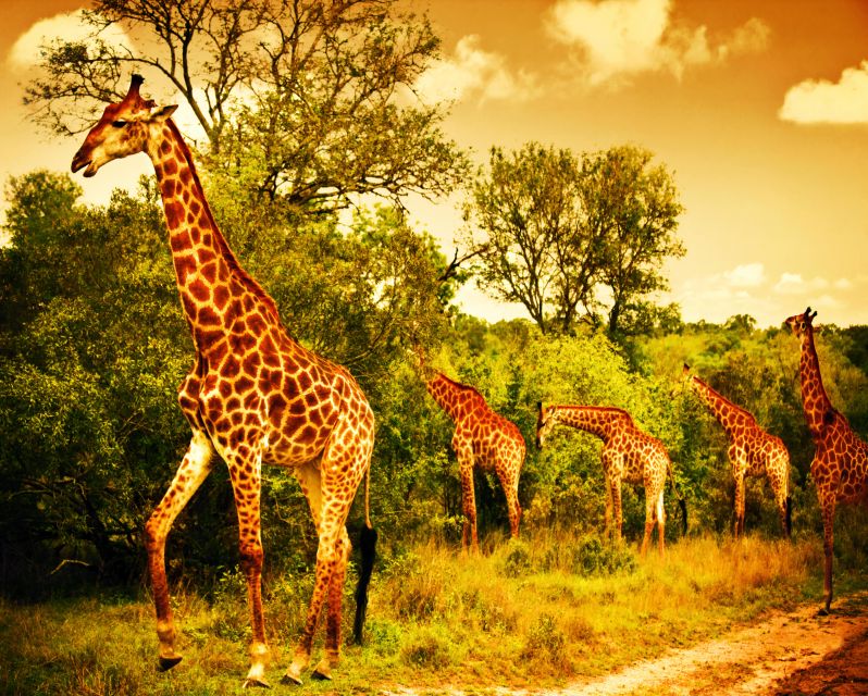 3 Days 2 Nights Panorama Tour & Kruger National Park Safari - Good To Know