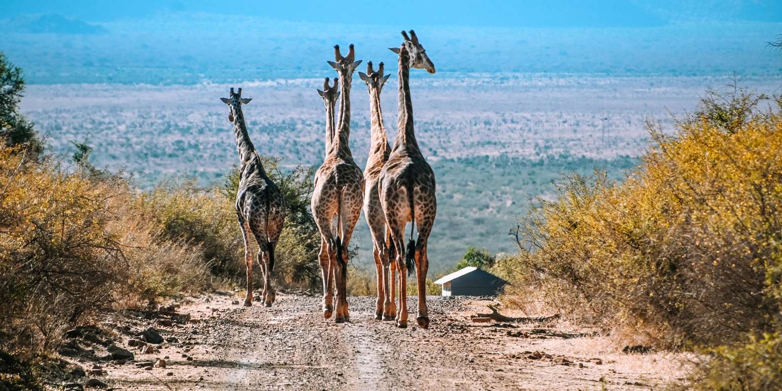 3 Days Madikwe Safari From Johannesburg - Good To Know