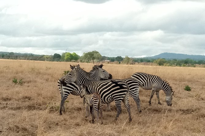 3 Days Safari to Mikumi NP - Accommodation Inside the Park - Good To Know