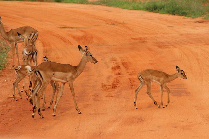 3 Days Safari Tsavo East and Amboseli National Park. - Good To Know