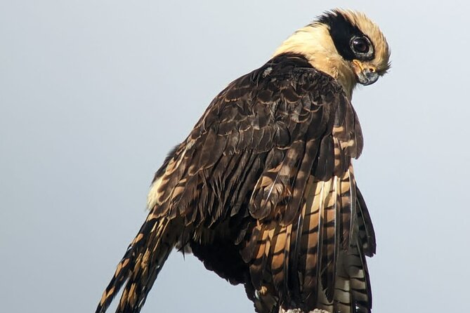 3 Hours Uvita Bird Watching Oro Verde - Good To Know
