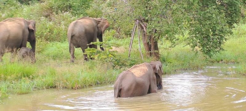 04 Days - CMB Airport, Kandy, Train Trip ,Visit Ella, Safari - Highlights