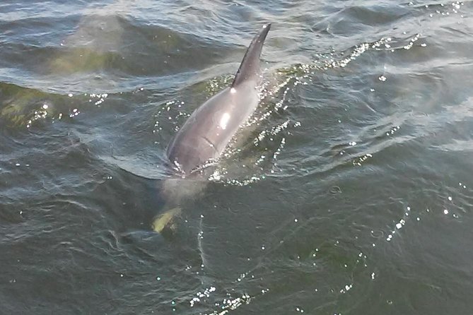 1.5-Hour Dolphin Sightseeing Cruise From Tampa - Guided Commentary and Education
