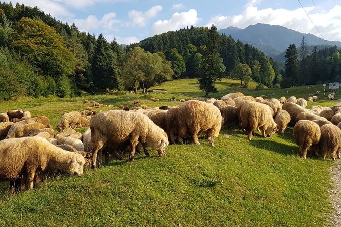 1-Day Bucovina Painted Monasteries Tour From Suceava - English - Voronet Monastery