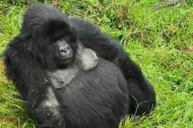 1 Day Gorilla Trekking Mgahinga Gorilla NP & Lake Bunyonyi - Requirements for Participants