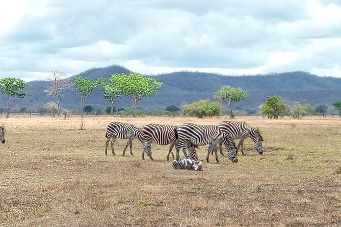 1 Day Safari to Mikumi National Park - Inclusions and Exclusions