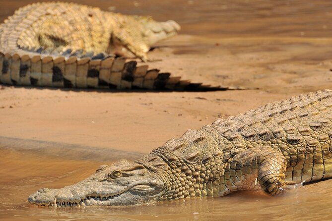 1 Day Tanzania - Selous Game Reserve Safari Tour - Schedule and Availability
