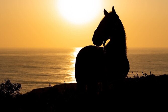1 Hour Horse Ride on the Beach of Essaouira - Riding Experience