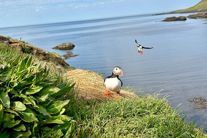 1 Hour Iceland Nature and Wildlife RIB Small Group Guided Safari - Meeting Information