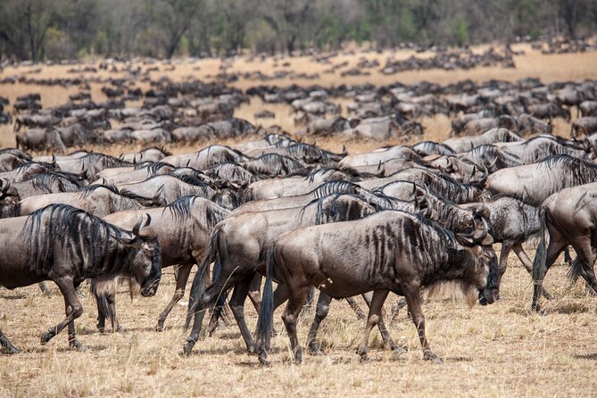 10-DAY Serengeti Wildebeest Migration Safari From Arusha - Inclusions and Exclusions