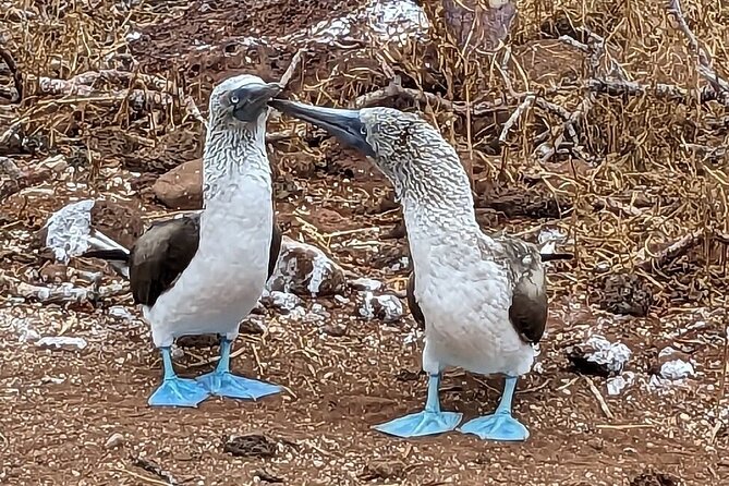 10 Days Galapagos Island Hopping - Kayaking in Floreana Island
