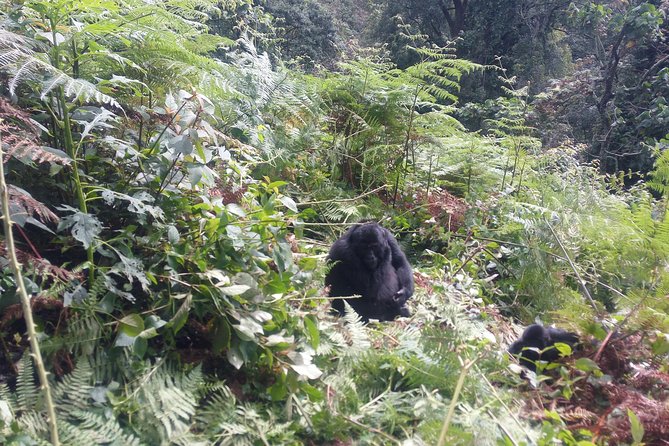 10 Days Uganda Gorilla & Chimpanzee Trekking Safari - Experiencing Rwenzori Mountains