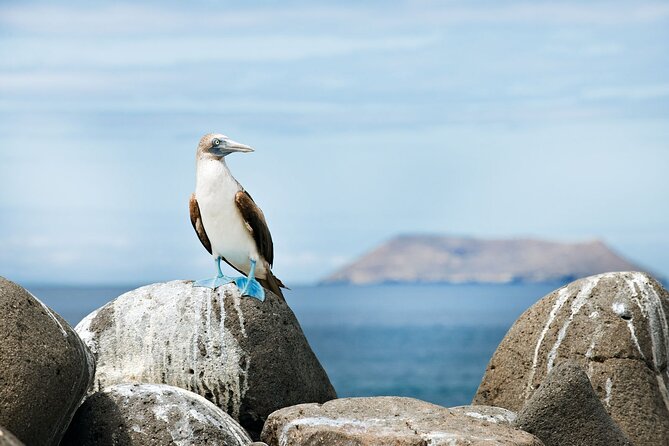 12-Day Galapagos Superior Adventure (Tourist Class) - Travel Considerations