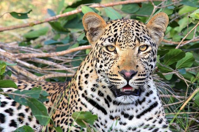 14 Days Uganda Safari Adventure, Gorilla Trekking and WildlifeTour - Cruising Along the Kazinga Channel